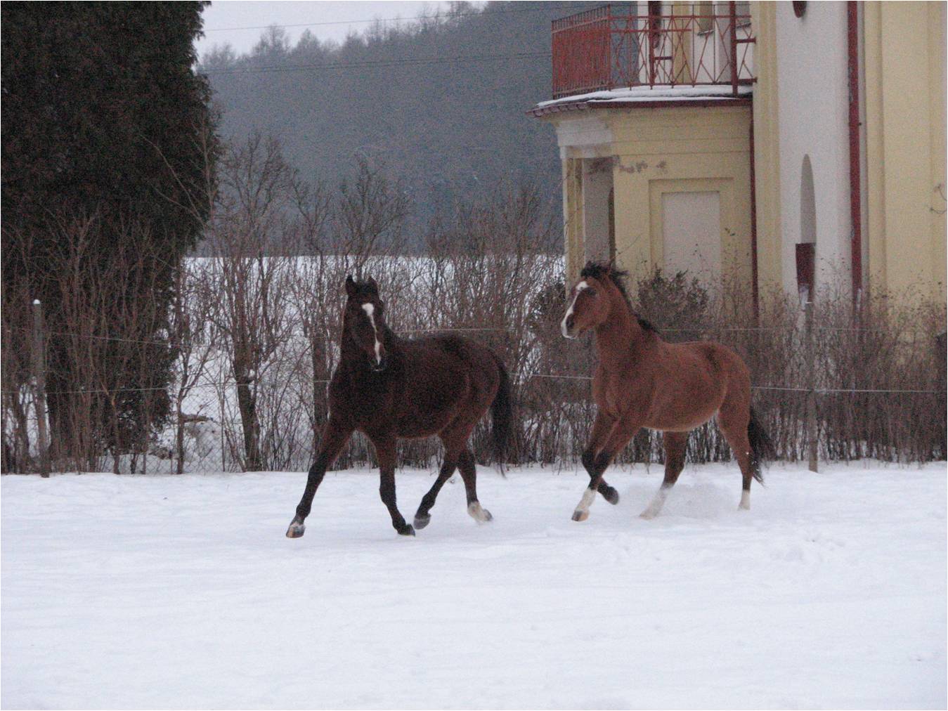 Obrázek1